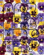 PANSIES clay transfer sheets F107
